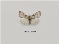 藏品(臺灣銀斑異波紋蛾)的圖片